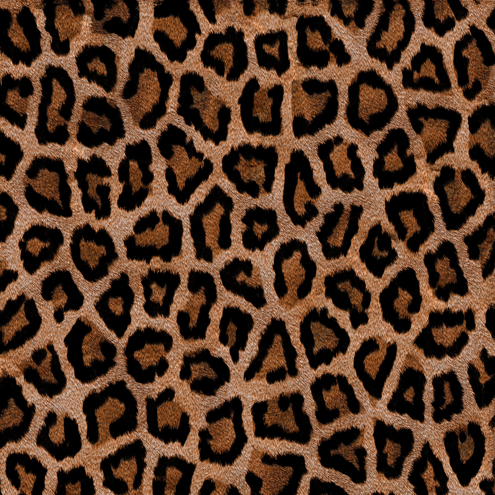 Leopardo